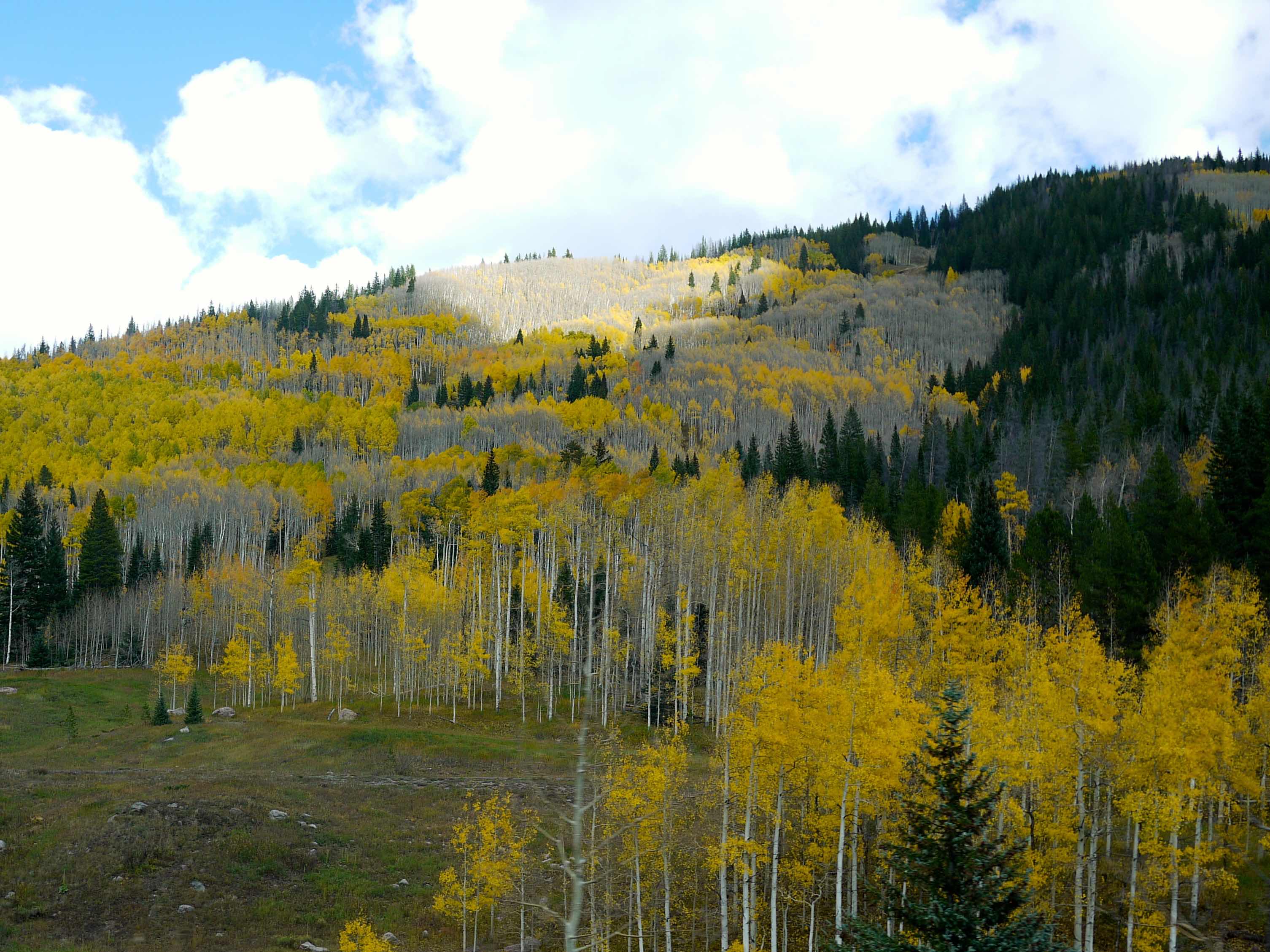 Yellow trees in Colorado